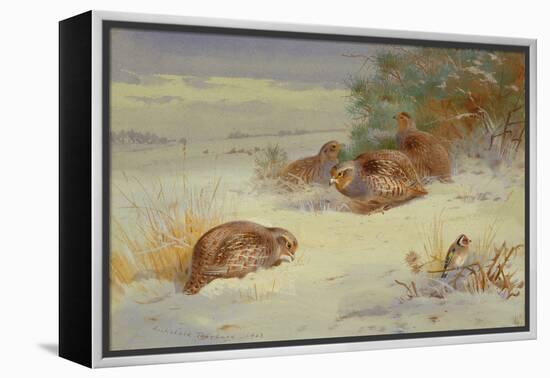 Partridge and a Goldfinch in a Winter landscape watercolor-Archibald Thorburn-Framed Premier Image Canvas