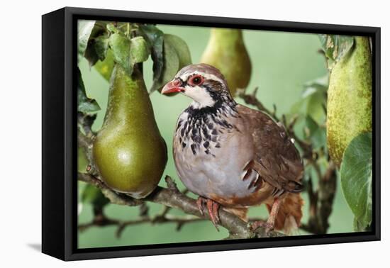 Partridge in a Pear Tree-null-Framed Premier Image Canvas