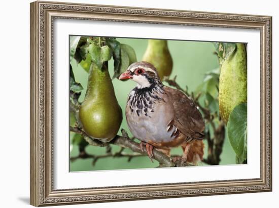 Partridge in a Pear Tree-null-Framed Photographic Print