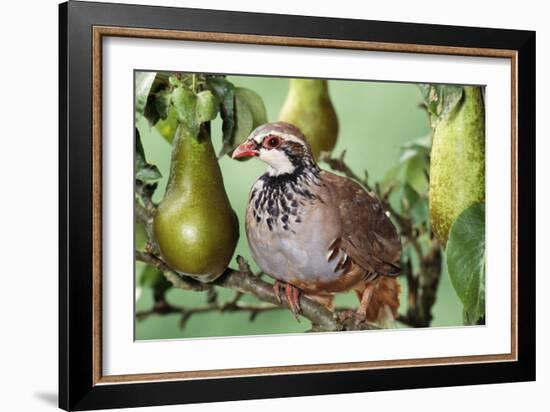 Partridge in a Pear Tree-null-Framed Photographic Print