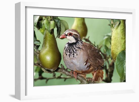 Partridge in a Pear Tree-null-Framed Photographic Print