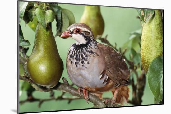 Partridge in a Pear Tree-null-Mounted Photographic Print