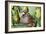 Partridge in a Pear Tree-null-Framed Photographic Print