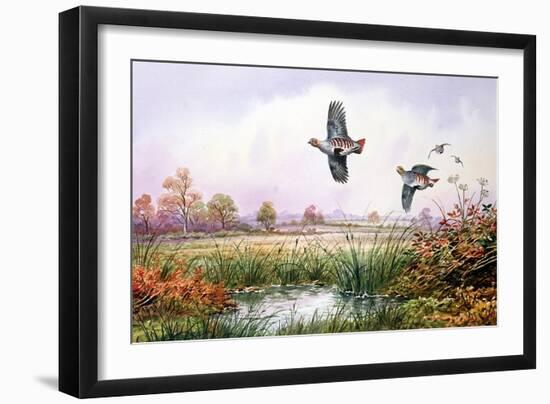 Partridge in Flight-Carl Donner-Framed Giclee Print