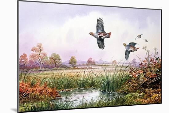 Partridge in Flight-Carl Donner-Mounted Giclee Print