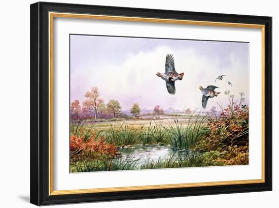 Partridge in Flight-Carl Donner-Framed Giclee Print