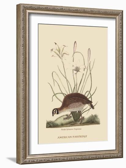 Partridge or American Coq-Mark Catesby-Framed Art Print