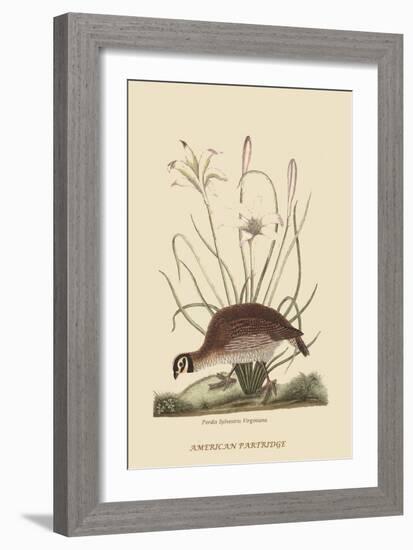 Partridge or American Coq-Mark Catesby-Framed Art Print