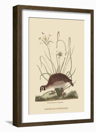 Partridge or American Coq-Mark Catesby-Framed Art Print