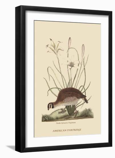 Partridge or American Coq-Mark Catesby-Framed Art Print