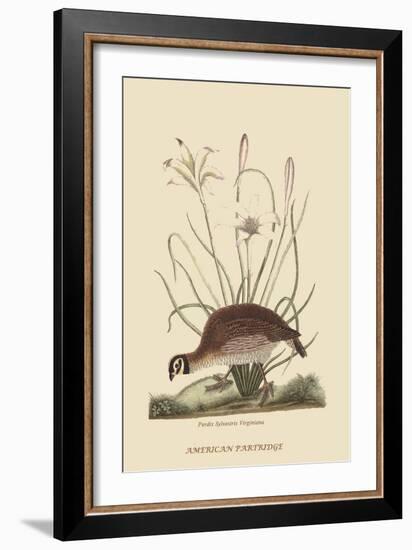 Partridge or American Coq-Mark Catesby-Framed Art Print