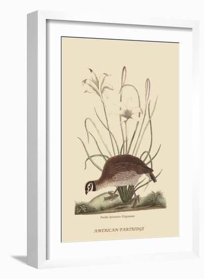 Partridge or American Coq-Mark Catesby-Framed Art Print