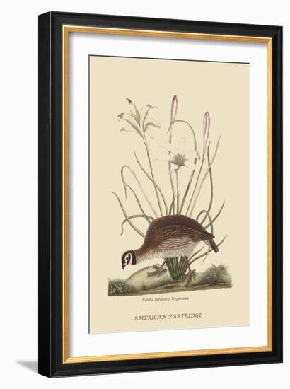 Partridge or American Coq-Mark Catesby-Framed Art Print