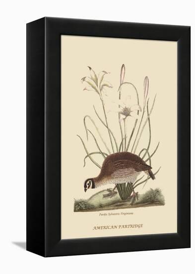 Partridge or American Coq-Mark Catesby-Framed Stretched Canvas