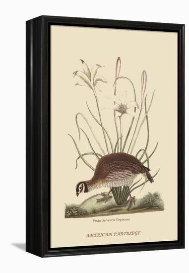 Partridge or American Coq-Mark Catesby-Framed Stretched Canvas