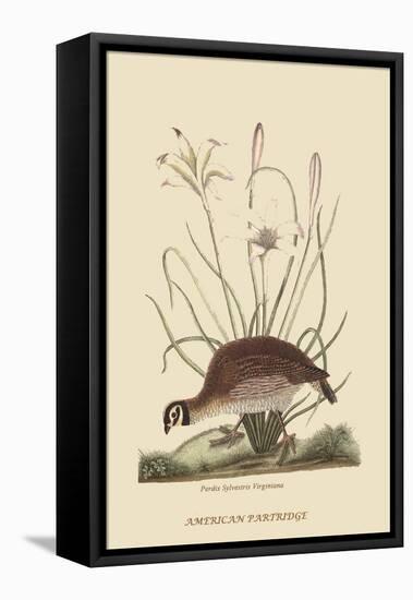 Partridge or American Coq-Mark Catesby-Framed Stretched Canvas