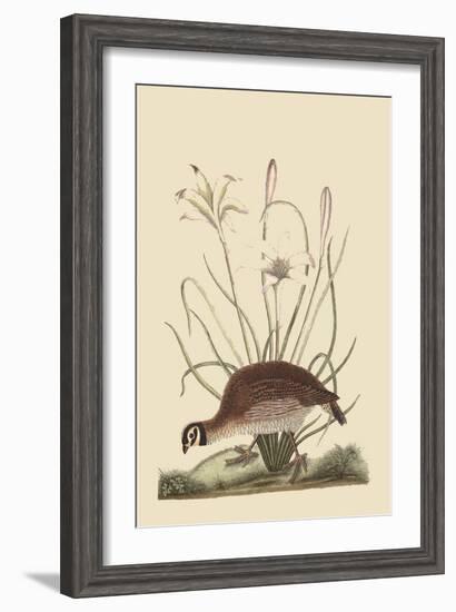 Partridge or American Coq-Mark Catesby-Framed Art Print