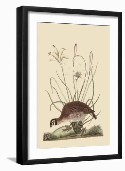 Partridge or American Coq-Mark Catesby-Framed Art Print