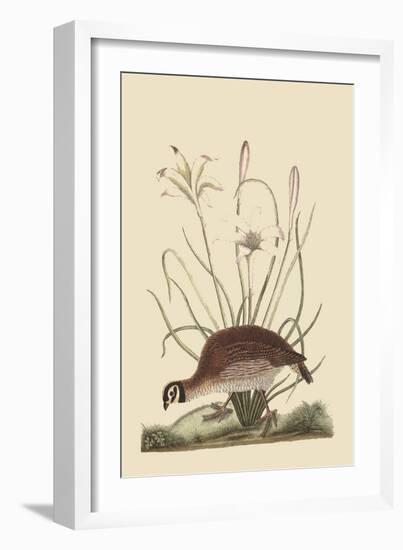 Partridge or American Coq-Mark Catesby-Framed Art Print