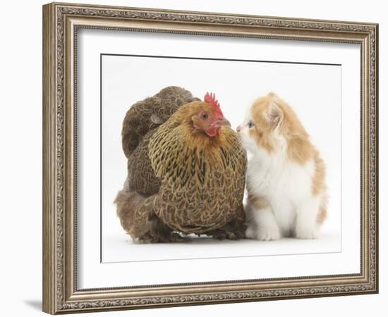 Partridge Pekin Bantam with Ginger-And-White Kitten-Mark Taylor-Framed Photographic Print