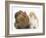 Partridge Pekin Bantam with Ginger-And-White Kitten-Mark Taylor-Framed Photographic Print