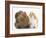 Partridge Pekin Bantam with Ginger-And-White Kitten-Mark Taylor-Framed Photographic Print