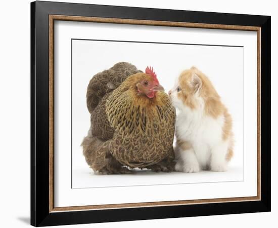 Partridge Pekin Bantam with Ginger-And-White Kitten-Mark Taylor-Framed Photographic Print