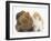 Partridge Pekin Bantam with Ginger-And-White Kitten-Mark Taylor-Framed Photographic Print