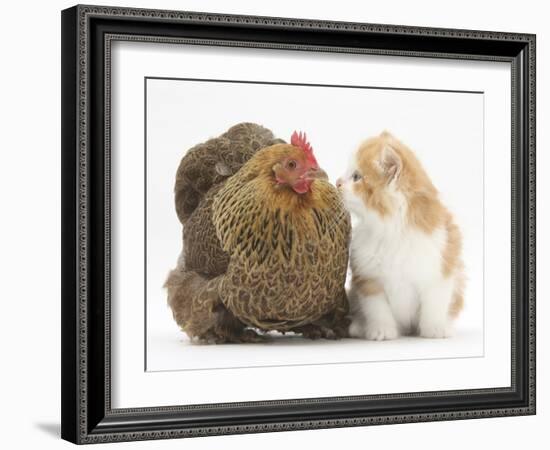 Partridge Pekin Bantam with Ginger-And-White Kitten-Mark Taylor-Framed Photographic Print