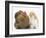 Partridge Pekin Bantam with Ginger-And-White Kitten-Mark Taylor-Framed Photographic Print