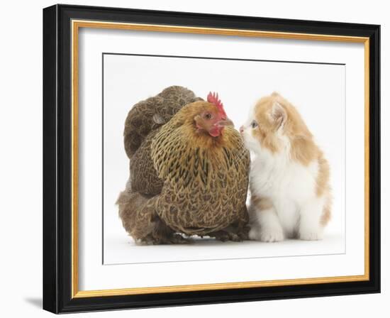 Partridge Pekin Bantam with Ginger-And-White Kitten-Mark Taylor-Framed Photographic Print