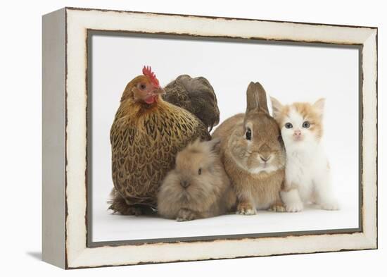 Partridge Pekin Bantam with Kitten, Sandy Netherland Dwarf-Cross and Baby Lionhead-Cross Rabbit-Mark Taylor-Framed Premier Image Canvas