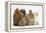 Partridge Pekin Bantam with Kitten, Sandy Netherland Dwarf-Cross and Baby Lionhead-Cross Rabbit-Mark Taylor-Framed Premier Image Canvas