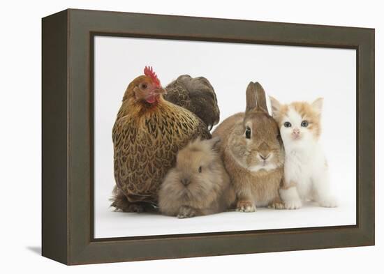 Partridge Pekin Bantam with Kitten, Sandy Netherland Dwarf-Cross and Baby Lionhead-Cross Rabbit-Mark Taylor-Framed Premier Image Canvas