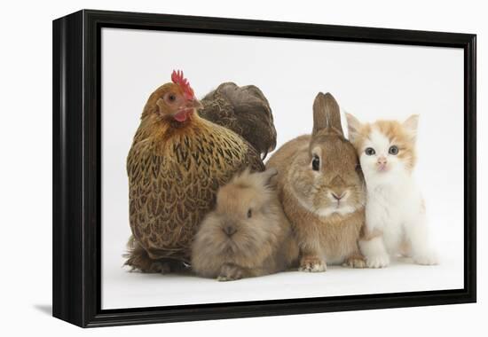 Partridge Pekin Bantam with Kitten, Sandy Netherland Dwarf-Cross and Baby Lionhead-Cross Rabbit-Mark Taylor-Framed Premier Image Canvas