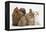 Partridge Pekin Bantam with Kitten, Sandy Netherland Dwarf-Cross and Baby Lionhead-Cross Rabbit-Mark Taylor-Framed Premier Image Canvas