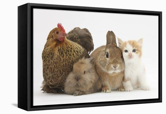 Partridge Pekin Bantam with Kitten, Sandy Netherland Dwarf-Cross and Baby Lionhead-Cross Rabbit-Mark Taylor-Framed Premier Image Canvas