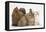 Partridge Pekin Bantam with Kitten, Sandy Netherland Dwarf-Cross and Baby Lionhead-Cross Rabbit-Mark Taylor-Framed Premier Image Canvas