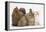 Partridge Pekin Bantam with Kitten, Sandy Netherland Dwarf-Cross and Baby Lionhead-Cross Rabbit-Mark Taylor-Framed Premier Image Canvas