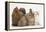 Partridge Pekin Bantam with Kitten, Sandy Netherland Dwarf-Cross and Baby Lionhead-Cross Rabbit-Mark Taylor-Framed Premier Image Canvas