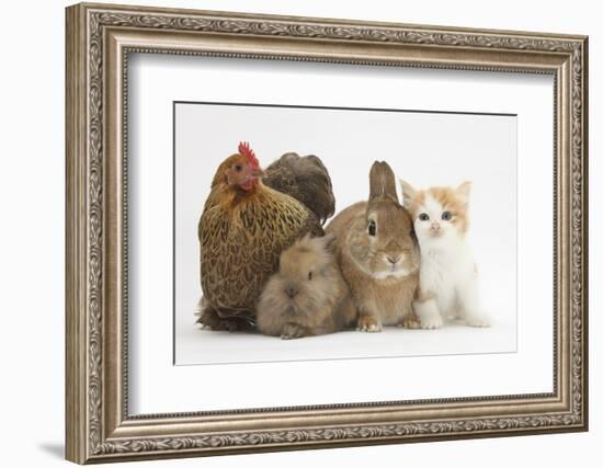 Partridge Pekin Bantam with Kitten, Sandy Netherland Dwarf-Cross and Baby Lionhead-Cross Rabbit-Mark Taylor-Framed Photographic Print