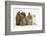 Partridge Pekin Bantam with Kitten, Sandy Netherland Dwarf-Cross and Baby Lionhead-Cross Rabbit-Mark Taylor-Framed Photographic Print