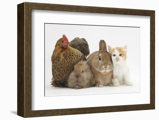 Partridge Pekin Bantam with Kitten, Sandy Netherland Dwarf-Cross and Baby Lionhead-Cross Rabbit-Mark Taylor-Framed Photographic Print