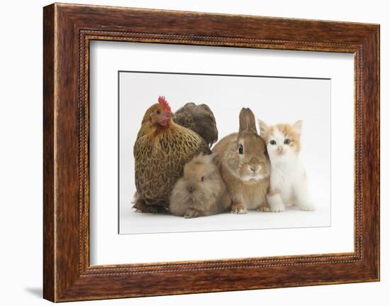 Partridge Pekin Bantam with Kitten, Sandy Netherland Dwarf-Cross and Baby Lionhead-Cross Rabbit-Mark Taylor-Framed Photographic Print