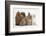 Partridge Pekin Bantam with Kitten, Sandy Netherland Dwarf-Cross and Baby Lionhead-Cross Rabbit-Mark Taylor-Framed Photographic Print