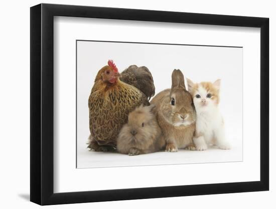 Partridge Pekin Bantam with Kitten, Sandy Netherland Dwarf-Cross and Baby Lionhead-Cross Rabbit-Mark Taylor-Framed Photographic Print