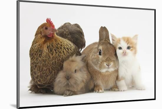 Partridge Pekin Bantam with Kitten, Sandy Netherland Dwarf-Cross and Baby Lionhead-Cross Rabbit-Mark Taylor-Mounted Photographic Print