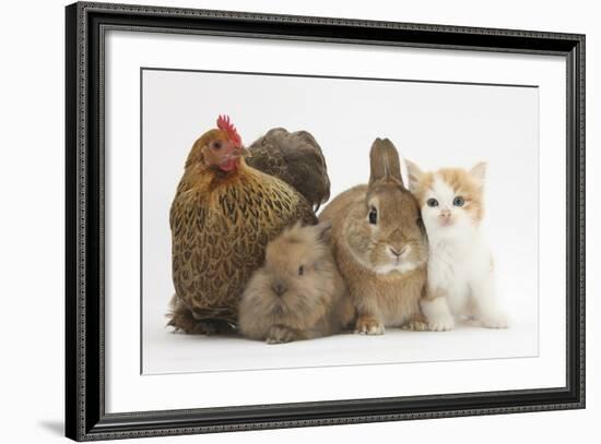 Partridge Pekin Bantam with Kitten, Sandy Netherland Dwarf-Cross and Baby Lionhead-Cross Rabbit-Mark Taylor-Framed Photographic Print