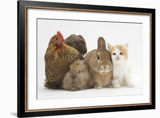 Partridge Pekin Bantam with Kitten, Sandy Netherland Dwarf-Cross and Baby Lionhead-Cross Rabbit-Mark Taylor-Framed Photographic Print