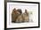 Partridge Pekin Bantam with Kitten, Sandy Netherland Dwarf-Cross and Baby Lionhead-Cross Rabbit-Mark Taylor-Framed Photographic Print